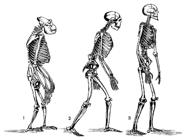 Рис. 38. Сравнительный ряд скелетов: 1 – горилла; 2 – неандерталец; 3 – современный человек