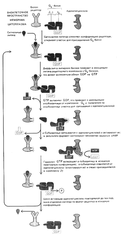 Рис. 4. Механизм связывания рецепторов с ферментом через G-белок