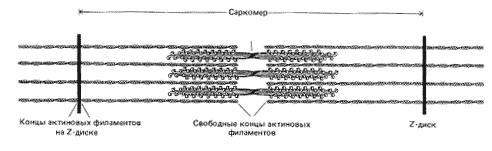 Рис. 5. Схема строения скелетной мышцы (саркомера)