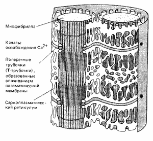 Рис. 6. Система мембран, передающая сигнал от плазмалеммы мышечной клетки ко всем миофибриллам