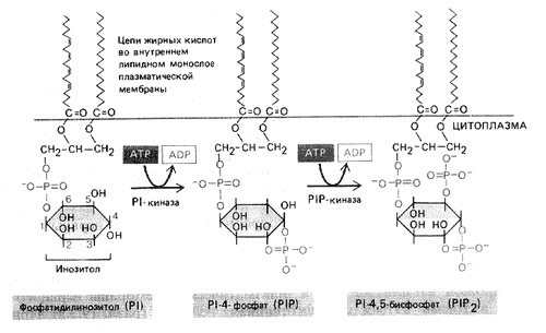 Рис. 9. Продуктыфосфорилирования фосфоинозитола