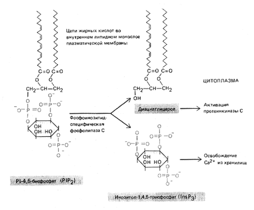 Рис. 10. Образование инозитолтрифосфата, учавствующего в высвобождении кальция из запасающих органелл 