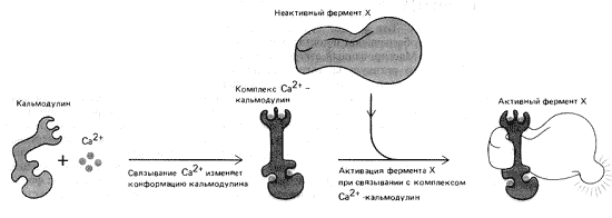 Рис. 12. Механизм активации Ca2+-зависимого фермента