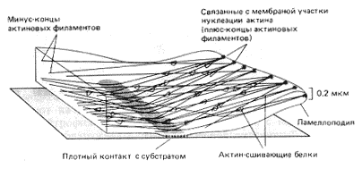 Рис. 15. Схема расположения актиновых филаментов в тонких пластинчатых отростках (ламеллоподиях) клеток, растущих в культуре