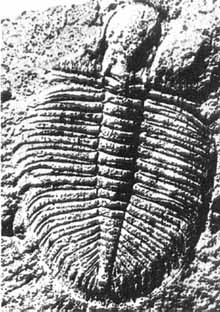 Рис. 35. Ископаемые остатки силурийского трилобита, обитавшего в морях более 500 млн лет назад