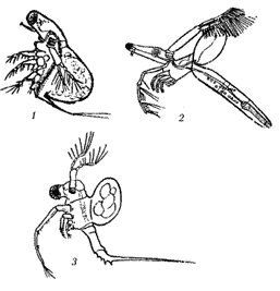 Ветвистоусые: 1 – Polyphemus; 2 – Leptodora; 3 – Bythotrephes