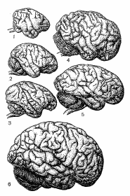 Рис. 39. Головной мозг обезьян и человека (вид справа)