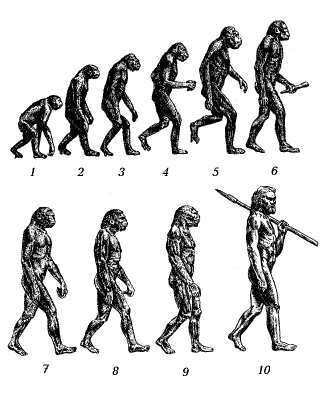 Этапы антропогенеза картинки