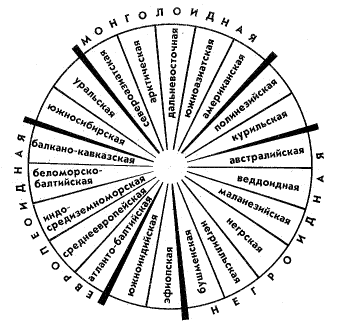 Рис.43. Современные расы человека