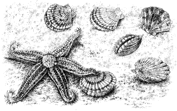 Рис.44. Морская звезда, поедающая моллюска