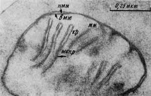 Рис. 4. Митохондрия в дрожжевой клетке: нмм, вмм – наружняя и внутренняя митохондриальные мембраны; кр – кристы; в матриксе (мм) видна светлая зона – нуклеоид с локализованной в нем ДНК