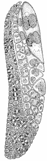 Рис. 6. Единовременное множественное деление клетки простейшего Blastodinium privoti (отряд Динофлагеллата)