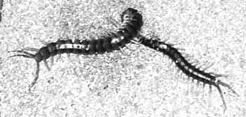 Scolopendra gigantea