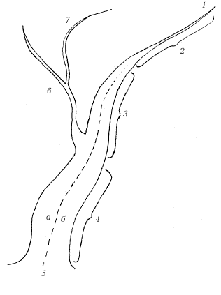 Точки устья. Схема течения ву. Схема течения Орл.