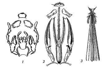 Рис. 1. Варианты строения ротового аппарата насекомых