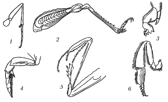 Рис. 2. Разнообразие конечностей насекомы