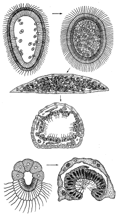 Рис. 7. Таким образом происходит «выворачивание наизнанку» у паренхимулы (сверху) и амфибластулы (снизу)