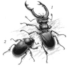 Жук-олень: 1 – самец; 2 – самка