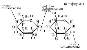 мальтоза (циклическая полуацетальная форма)