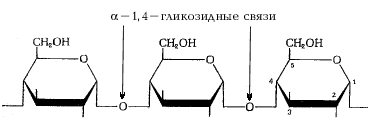 фрагмент молекулы амилозы – линейного полимера глюкозы