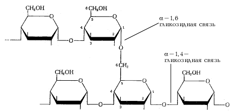 фрагмент молекулы амилопектина – разветвленного полимера глюкозы