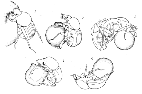 Стадии откладки яйца у Cephalodesmius armiger