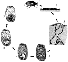 Жизненный цикл жука Onthophagus gazella