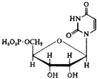 уридин-5'-монофосфат (5'-уридиловая кислота)