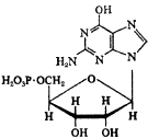 рибонуклеотид 5'-гуаниловая кислота