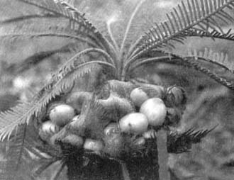 Южноафриканский саговник. Верхушка женской «шишки» удалена, чтобы показать семена на верхних поверхностях мегаспорофиллов