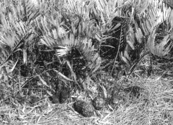 Женские и мужские растения замии карликовой