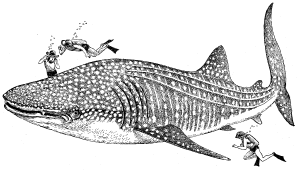 Китовая акула (rhincodon typus)