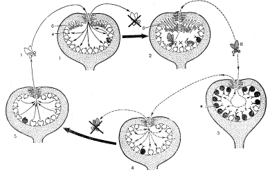Опыление смоковницы и жизненный цикл опылителя бластофаги
