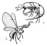 Бластофаги: 1 – самец; 2 – самка