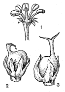 Цветки смоковницы (ficus carica)