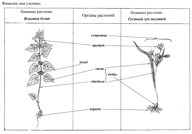 Рис. 6