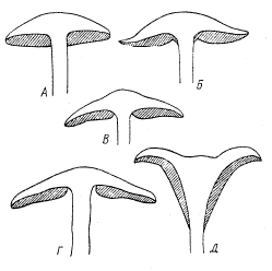 Рис. 4. Типы прикрепления пластинок у агариковых грибов