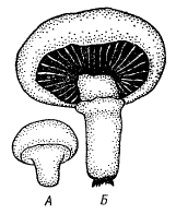 Рис. 6. Развитие плодового тела агарикового гриба с частным покрывалом. А – молодое плодовое тело с частным покрывалом, закрывающим гименей; Б – зрелое плодовое тело с кольцом на ножке – остатком частного покрывала