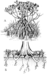 Рис. 2. Верхняя (А) и нижняя (Б) часть ствола ризофоровых
