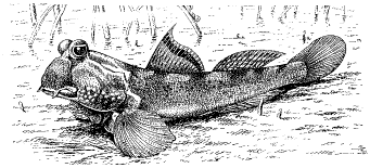 Рис. 7. Илистый прыгун