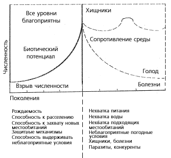 Рис. 1. Равновесное состояние популяций