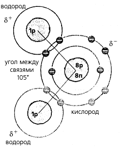 Рис. 1. Молекула воды, в которой один атом кислорода ковалентно связан с двумя атотмами водорода. Молекула полярна