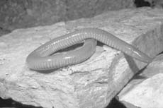 Червяга Dermophis mexicanus