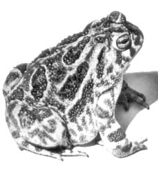 Жаба Bufo cognatus