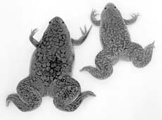 Гладкая шпорцевая лягушка Xenopus laevis