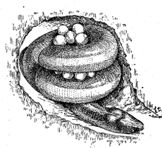 Самка цейлонского рыбозмея, обвившаяся вокруг яиц, отложенных в специально вырытой норке