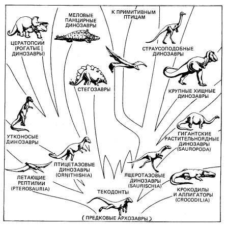 Рис. 10. Классификация архозавров по Ромеру