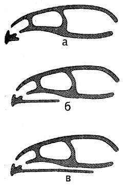 Рис. 11. Эволюция вторичного нёба рептилий: а – отсутствие (текодонты), б – слабое развитие (протозухии, черепахи), в – полное развитие (крокодилы)