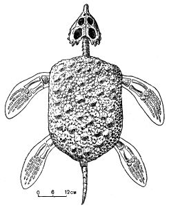 Рис. 16. Мезозойская водная рептилия плакодонт, чьим основным движителем был не хвост, а ласты (триас – юра). Панцирь был не у всех плакодонтов