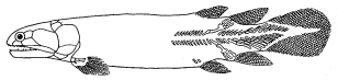 Рис. 20. Девонская кистеперая рыба. Задняя пара суставов уже окостенела, а грудные и брюшные – еще нет (из «Номогенеза» Л.С. Берга)